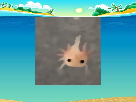 swimming axolotl