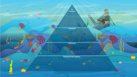 Ocean Ecological Pyramid