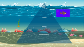 Ocean Ecological Pyramid