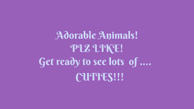 Adorable Animals!