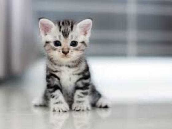 Cute kitten🐱🐱❤️❤️❤️ 1