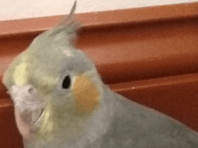 Adopt a cockatiel