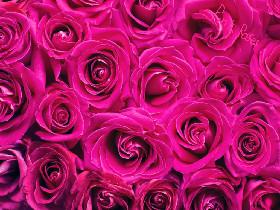 Free pink-rose pic