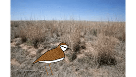 About Mountain Plovers