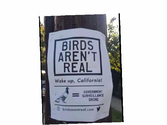 birds are not real