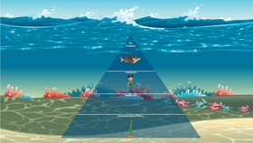 Ocean Ecological Pyramid 2