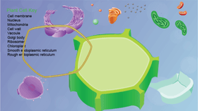 Plant Cell Structure