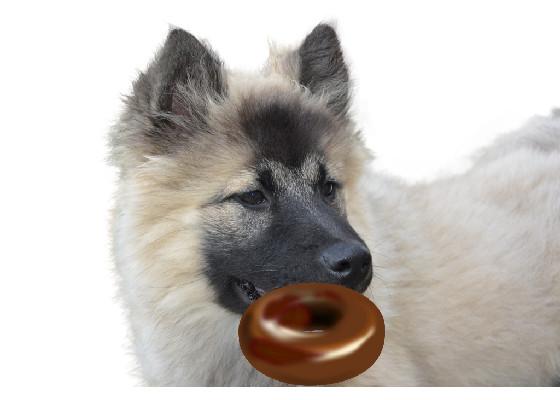 Dog eating donut