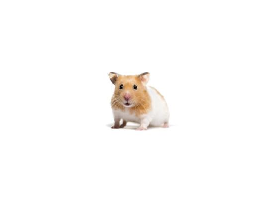 Question Hamster