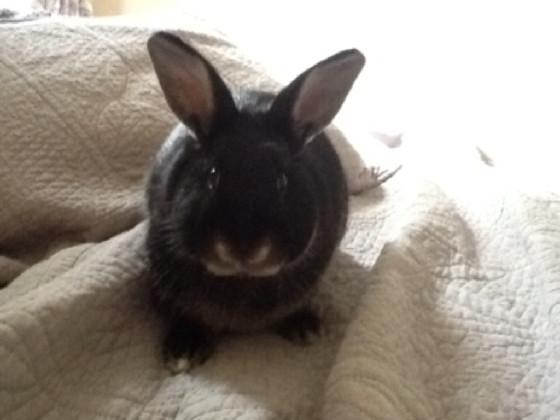 Olive the rabbit