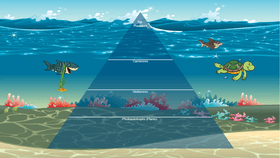 Ocean Ecological Pyramid