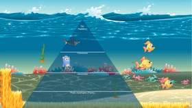 Ocean Ecological Pyramid