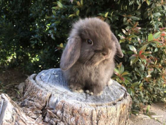 Oreo the Bunny!