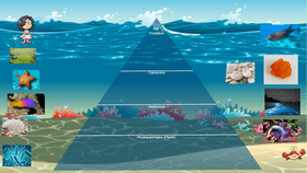 Ocean Ecological Pyramid