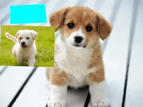 Op Puppy maker