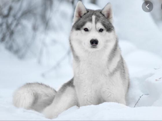 wolf husky