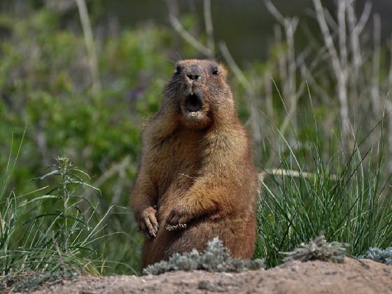 Groundhog Screaming