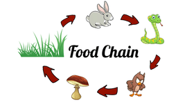 Food chain