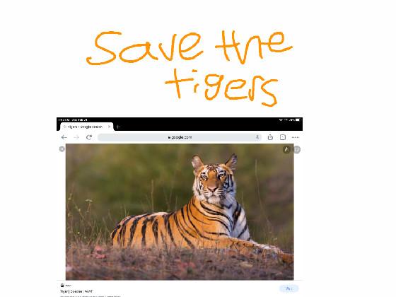 save the tigers