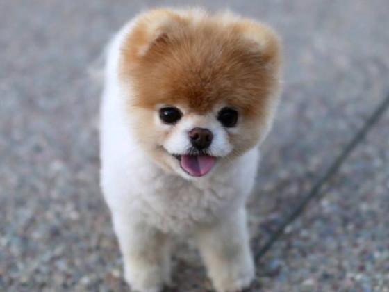 Boo the cutest dog in the world draw     (͡◕ ͜ʖ ͡◕) 1