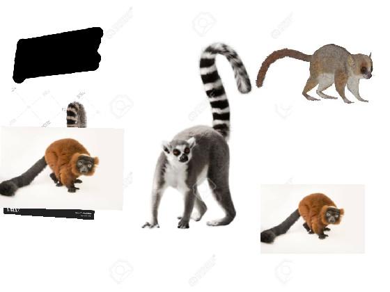 lemur clicker