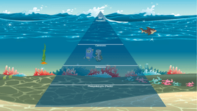 Ocean Ecological Pyramid