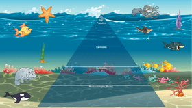 Ocean Ecological Pyramid