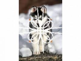 Huskie art 1