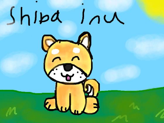 shiba inu (showcase)