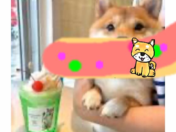 shiba!