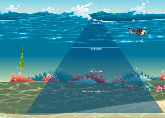 Ocean Ecological Pyramid