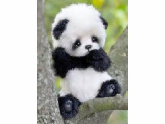 baby panda