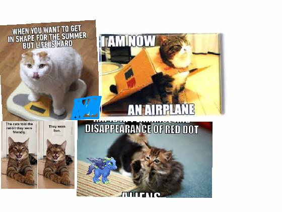 cat meme