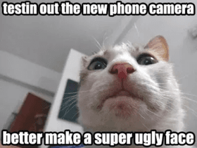 Cat Memes