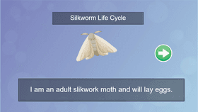 Silkworm Life Cycle