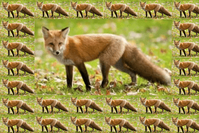 What Does Fox say?