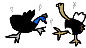 Cassowary vs. ostrich vs. emu