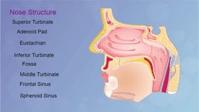 Nose Structure