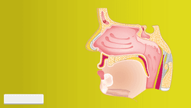 Nose Structure Presenation