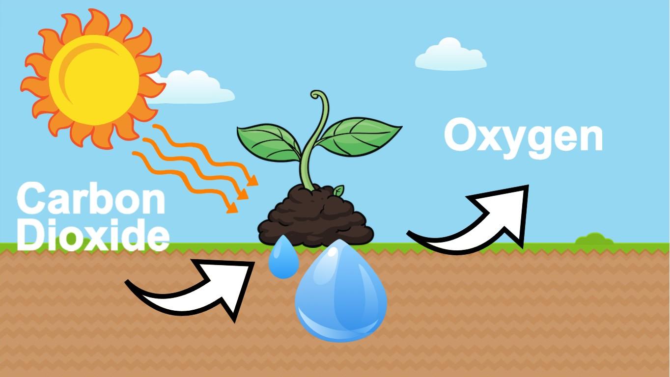 Photosynthesis - web