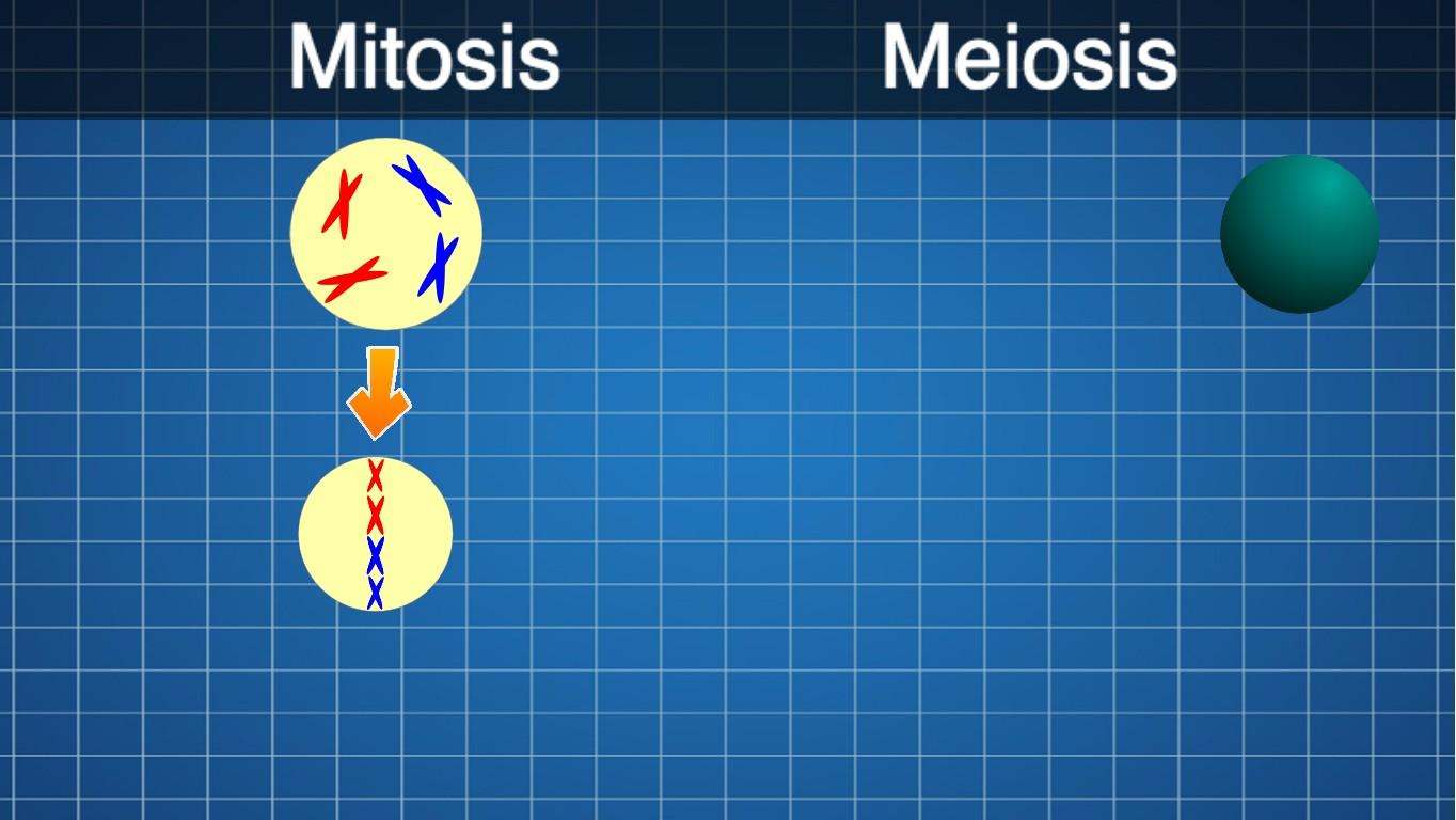 Mitosis vs Meiosis