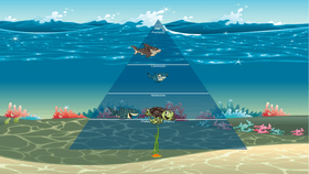 Ocean Ecological Pyramid