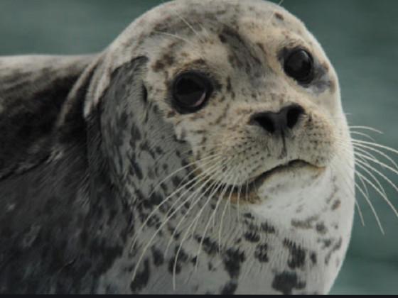 seal clicker