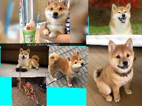 shiba inu pictures.