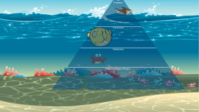 Ocean Ecological Pyramid