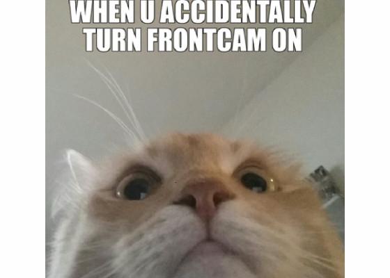 Funny cats!!! 1 1