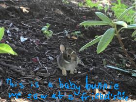 cute baby bunny