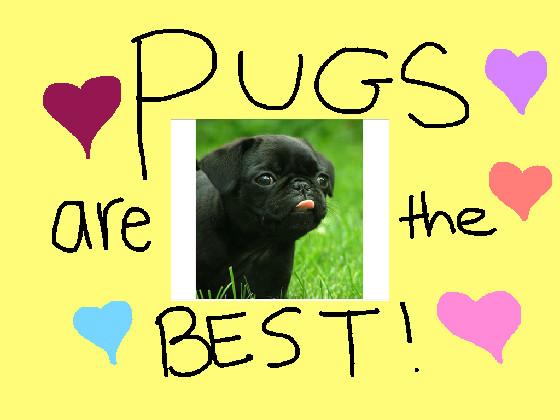 love pugs🐶 1