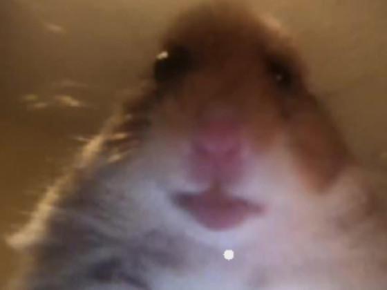 meme hamster 1