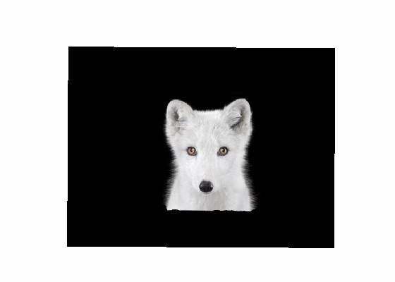 arctic wolf greets you